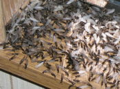 Eliminate Termites